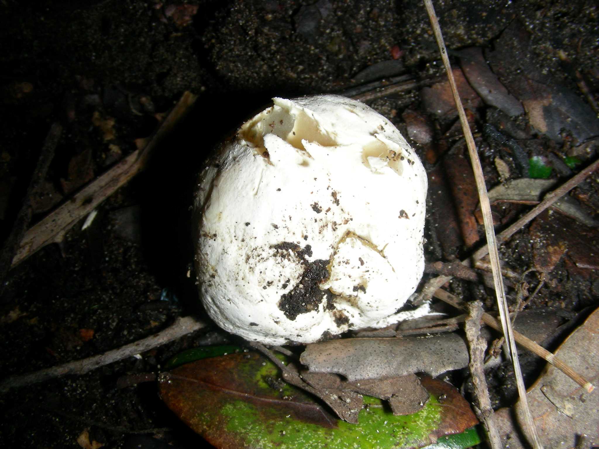 1899 Febbraio vecchio ritrovamento